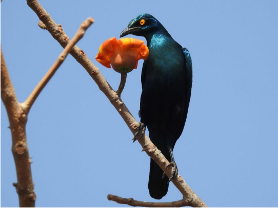 Black-bellied starling